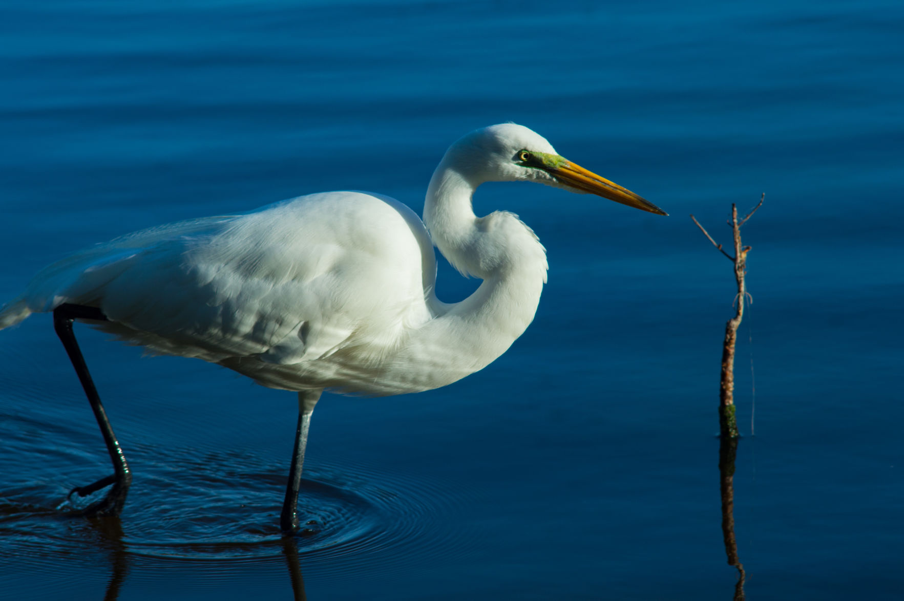 Great egret